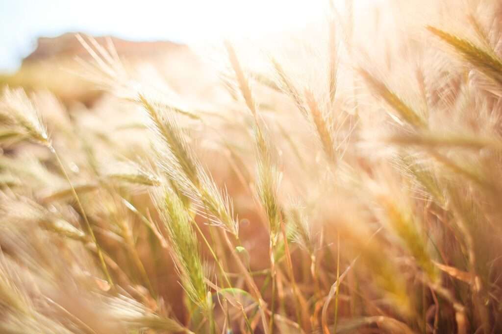 wheat crops, barley, crops-865098.jpg